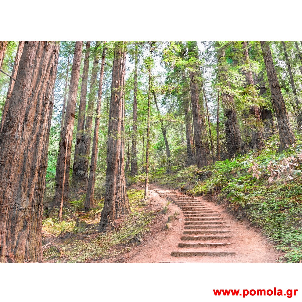 174 Φωτοταπετσαρια