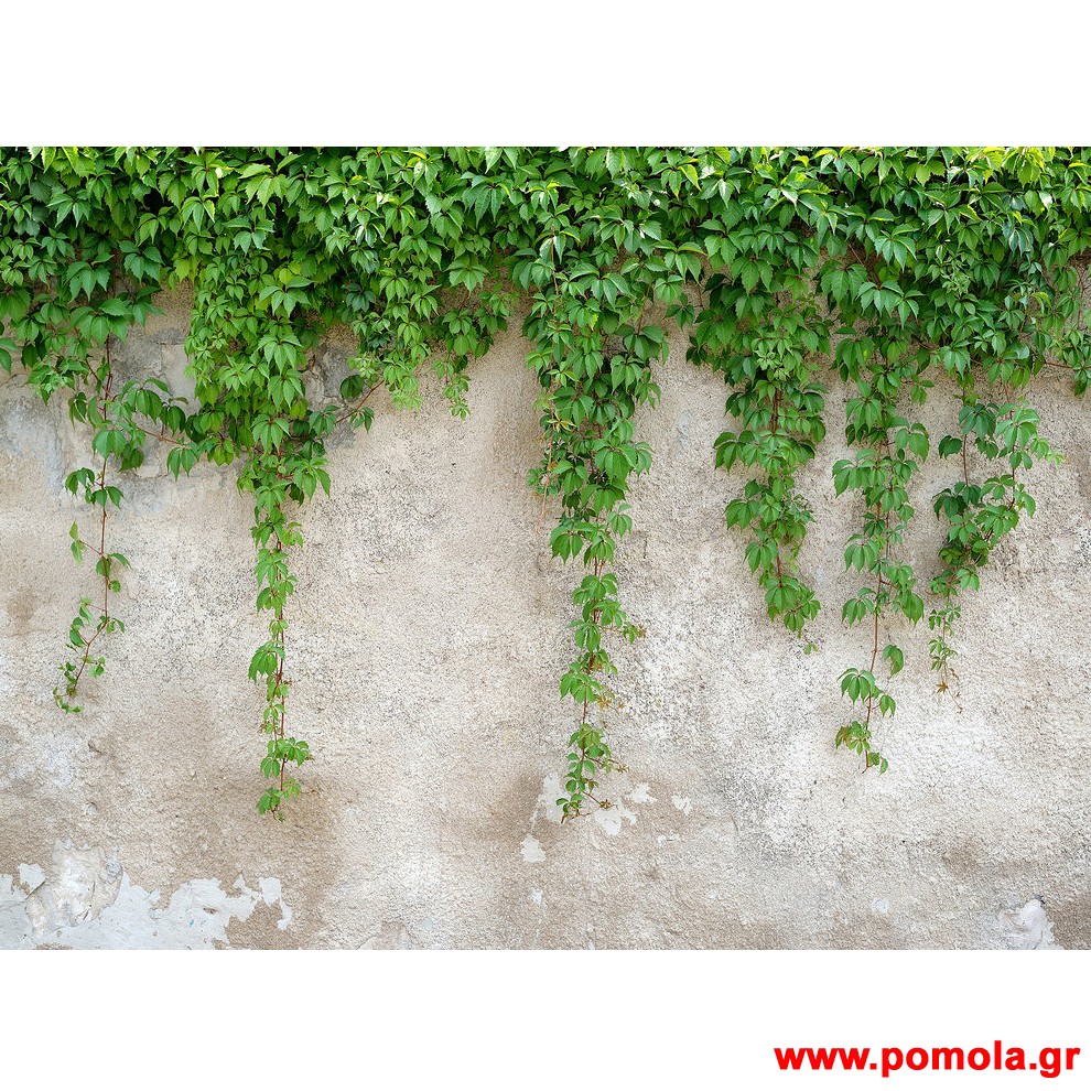 217 Φωτοταπετσαρια