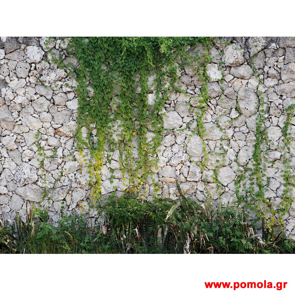 260 Φωτοταπετσαρια