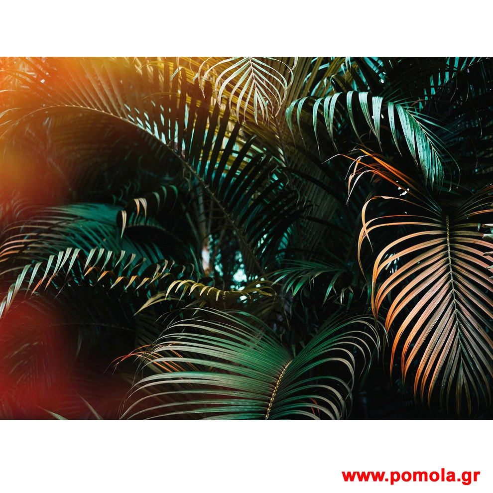 262 Φωτοταπετσαρια