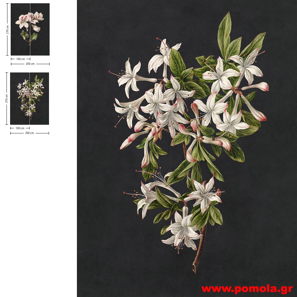 210 Ταπετσαρία τοίχου aow Ptl3