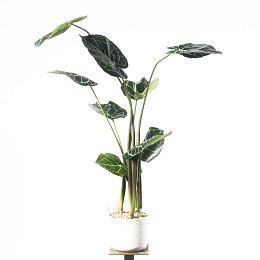 Supergreens Τεχνητό Φυτό Ανθούριο 90 εκ.