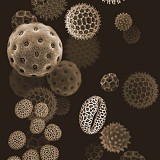 DUTCH WALL DECOR NATURAL HISTORY NH250044-DWD Ταπετσαρίες τοίχου