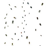 DUTCH WALL DECOR NATURAL HISTORY NH250055-DWD Ταπετσαρίες τοίχου