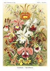 DUTCH WALL DECOR NATURAL HISTORY NH250019-DWD Ταπετσαρίες τοίχου