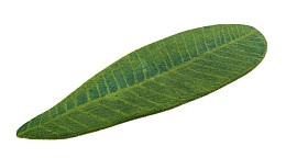 Χαλάκι Μπάνιου Abyss & Habidecor Feuille  65x185 εκ